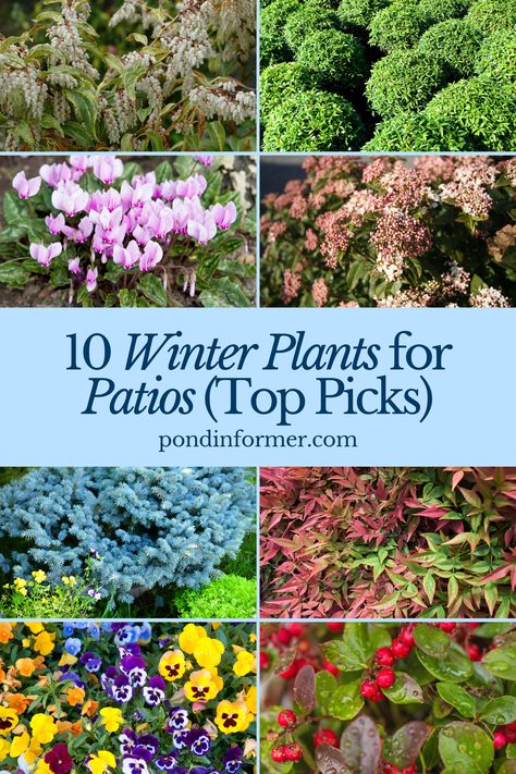 Article about the 10 best winter plants for patios, ideal for enhancing your outdoor space during the cold season.

Winter plants for patios, Winter plants, Winter garden, Winter American Arborvitae, Plants For Patio, Cold Weather Plants, Winter Pansies, Garden Patios, Winter Front Porch, Winter Outdoors, Winter Plants, Zone 9