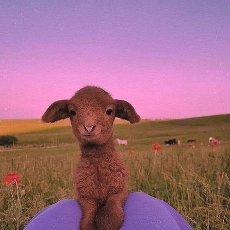 Had A Bad Day, Cute Goat, Baby Farm Animals, Fluffy Cows, Baby Sheep, Cute Goats, Baby Goats, Baby Cows