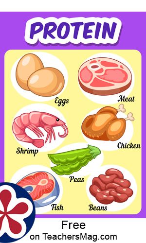 Protein. One will see on the protein poster such items as eggs, chicken, and beans.  All of these posters are very informative and a great way to review what items fall in which food groups. By discussing them with your students you will help ensure they practice having a well-balanced diet! This set of posters feature the main food groups. They are great for decorating your classroom or can also be used during a MyPlate unit within your class. 5 Food Groups For Kids, Protein Foods For Kids, Food Groups For Kids, Protein For Kids, Four Food Groups, Healthy And Unhealthy Food, Main Food, Nutrition Chart, Groups Poster