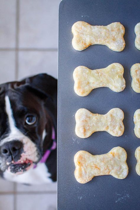 Homemade Dog Cookies, Puppy Obedience Training, Positive Dog Training, Cheese Dog, Easiest Dogs To Train, Basic Dog Training, Dog Training Techniques, Best Dog Training, Dog Cookies