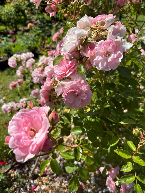 Point Defiance Rose Garden Tacoma, WA Floribunda Rose, Tacoma Wa, Rose Garden