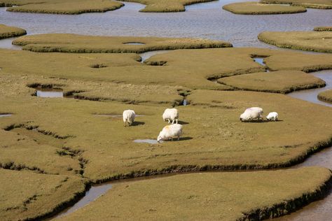 Skomer Island, Salt Marsh, Isle Of Harris, Outer Hebrides, Tide Pools, April 2012, Reference Photos, Ecology, Wales