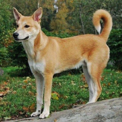 Canaan Dog Canaan Dog, Cats And Kittens, Dogs And Puppies, Cute Dogs, Kittens, Puppies, Yellow, Dogs