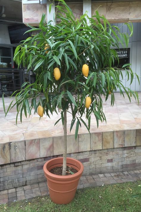 Mango Tree In Pot, Mango Tree Backyard, Potted Mango Tree, How To Grow A Mango Tree, Bonsai Mango Tree, Mango Tree Companion Plants, Mango Plant, Fruit Trees In Containers, Garden Watering System