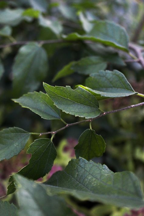 Leaf Up Close, Essence Types, Pictures Of Leaves, Photography Zoom, Scenic Painting, Macro Photography Nature, Close Up Faces, Personal Investigation, Closeup Photo