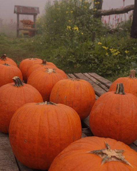 pumpkin patch adventures 🍂 Pumpkin Patch, Ohio, Quick Saves