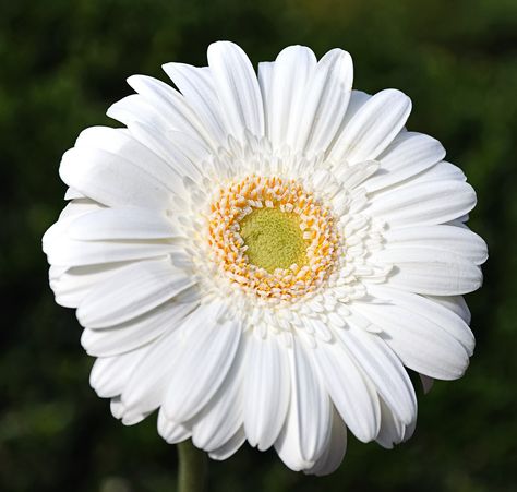 Gerberas Color Blanco White Gerbera, Gerbera Flower, Gerbera Daisies, Flower Stock, Gerbera Daisy, March 25, Flowers Photography, Wedding Inspo, Stock Photography