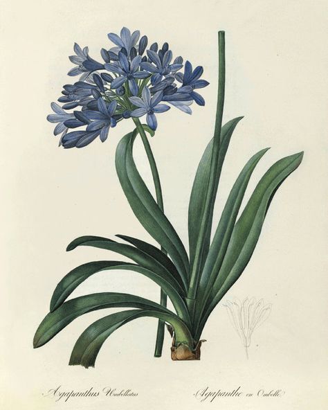 Vintage flower print Cottage wall art by VictorianWallArt on Etsy, $10.00 Agapanthus Africanus, African Lily, Free Illustration Images, Illustration Botanique, Vintage Botanical Prints, Scientific Illustration, Botanical Drawings, Arte Floral, Botanical Flowers