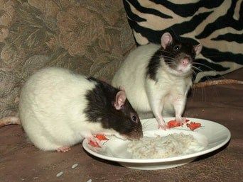 Ever wondered if your rat can eat rice? Learn everything you need to know about feeding this snack to your pet rat. Rat Food, Rat Care, Pet Rat, Eat Pretty, Whole Wheat Pasta, Health Planner, Pet Rats, Cooking Meat, How To Cook Chicken