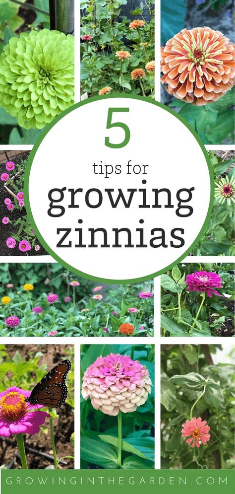 Growing Zinnias, Zinnia Garden, Starting Seeds Indoors, Zinnia Flowers, Cut Flower Garden, Annual Flowers, Butterfly Garden, Flower Farm, Growing Flowers