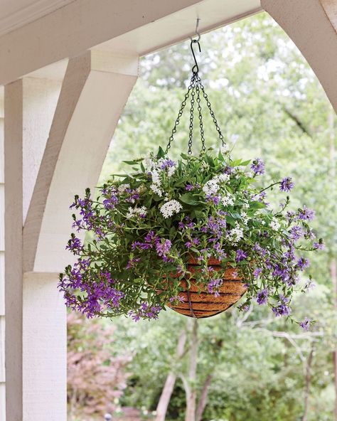 <p>Take seasonal containers to new heights with hanging garden baskets. Suspending a blooming arrangement from a porch or patio is an easy way to freshen up an outdoor space. Or boost curb appeal by adding a basket of blooms on the front door. Many flowers actually grow better in hanging baskets. Dangle an arrangement of heat-tolerant succulents in a sunny spot, or string up a container of leafy ferns in a shady area. These versatile containers can hang on the porch year-round—just replace perennial blooms from season to season. Here, 10 of our favorite hanging baskets.</p> Low Maintenance Landscaping Front Yard, Container Gardening Ideas, Long Blooming Perennials, Porch Plants, Garden Basket, Hanging Flower Baskets, Flower Baskets, Hanging Flower Pots, Smart Garden