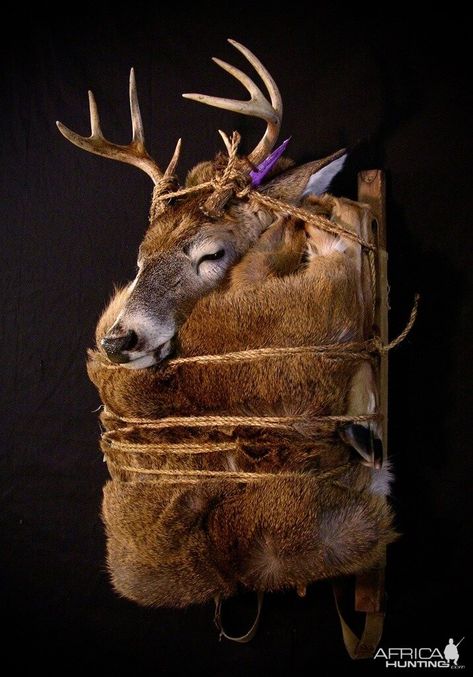 Deer Backpack Mounts Taxidermy | AfricaHunting.com European Mount Ideas, Deer Mount Ideas, Deer Taxidermy, Deer Skull Mount, Deer Hunting Decor, Taxidermy Deer, Taxidermy Decor, Deer Antler Decor, Taxidermy Display