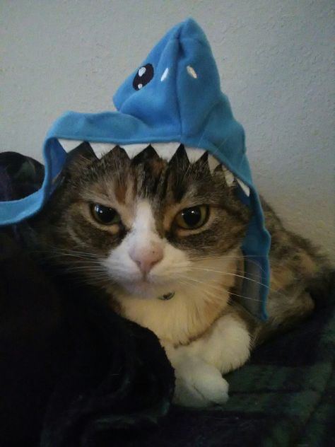 Pounce Shark Cat Pfp, Shark With Headphones, Shark Wearing Headphones, Shark Kitty, Cat With Shark Hat, Shark Items, Cat Getting Eaten By Shark, Shark Cat, Cat Shark