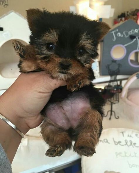 Jayla Animal, Teacup Yorkie Puppy, Cute Small Dogs, Puppy Mom, Dog Mommy, Very Cute Puppies, Super Cute Puppies, Teacup Yorkie, Cute Animals Puppies