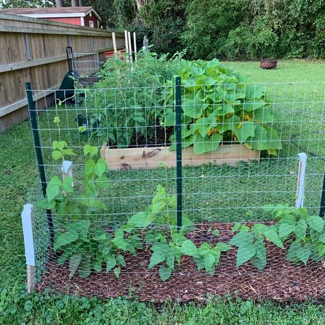 T Post Trellis, Cattle Fence Trellis, Chicken Wire Garden Fence, Chicken Wire Trellis, Bean Trellis Diy, Vegetable Garden Trellis Ideas, Green Bean Trellis, Green Beans Garden, Outdoor Trellis Ideas