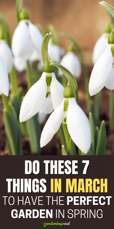 Do These 7 Things in March to Have The Perfect Garden in Spring March Garden Checklist, Plants Indoor Design, Beach Landscaping, Spring Flowers Garden, Spice Chart, Short Shelf, Backyard Plans, Garden Preparation, Garden Board