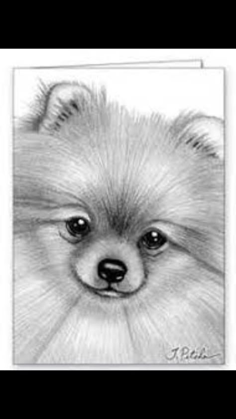 Arte Doodle, Cute Pomeranian, 강아지 그림, Pomeranian Dog, Coloring Pages Printable, Page Ideas, Pencil Art Drawings, Cute Dogs And Puppies