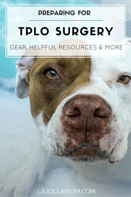 Detailed tips for dog TPLO surgery (torn ACL) preparation from gear to helpful websites. Dog Whisper, Dog Life Hacks, Torn Acl, Helpful Websites, Greyhound Puppy, Dog Leash Training, Cruciate Ligament, Dog Help, Obedience Training