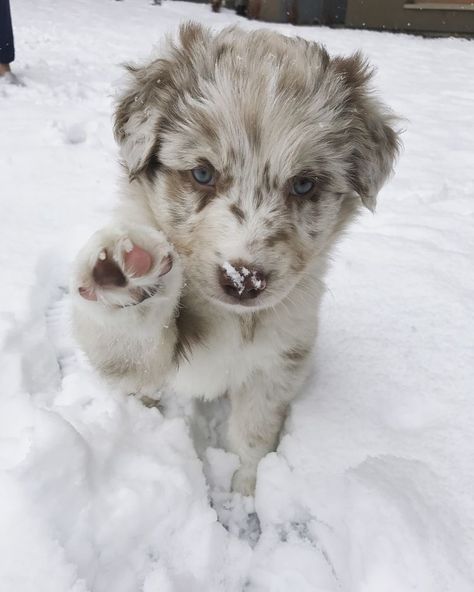 Mini Shepard Dog, Australian Shepard Puppy Aesthetic, Red Merle Mini Aussie, Red Merle Australian Shepherd Puppy, Mini Australian Shepard, Mini Aussie Puppy, Red Merle Australian Shepherd, Mini Australian Shepherd, Mini Aussies