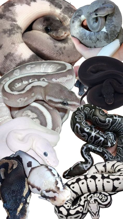 Ball Pythons, Ball Python, Python, Black White, Black And White, Grey, White, Black