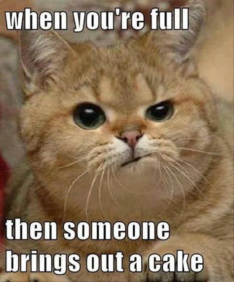 Katt Grejer, Dog Sleep, Funny Animal Quotes, Funny Animal Jokes, Pets Funny, Funny Cat Memes, Funny Animal Memes, Animal Jokes, Cute Kittens