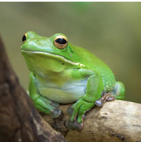 Real Frog, Frog Family, Frog Species, Frog Art, Tree Frog, San Diego Zoo, Tree Frogs, The Frog, Wild Life