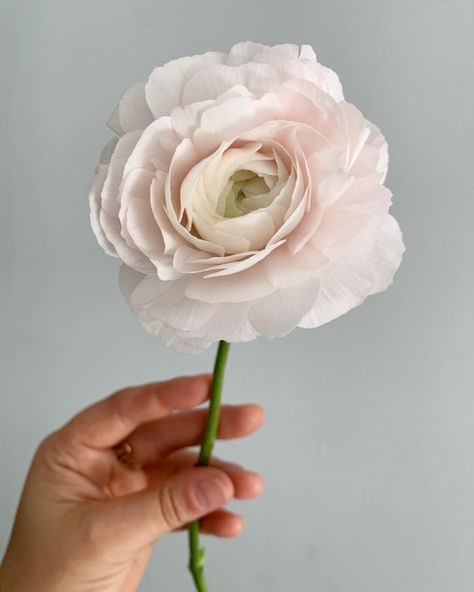 Blush Pink Ranunculus, Ranaculus Flowers, Flower Mood Board, White Ranunculus Bouquet, Blush Tulips, Clooney Ranunculus, Light Pink Ranunculus, Blush Ranunculus, Ranunculus Wedding Bouquet