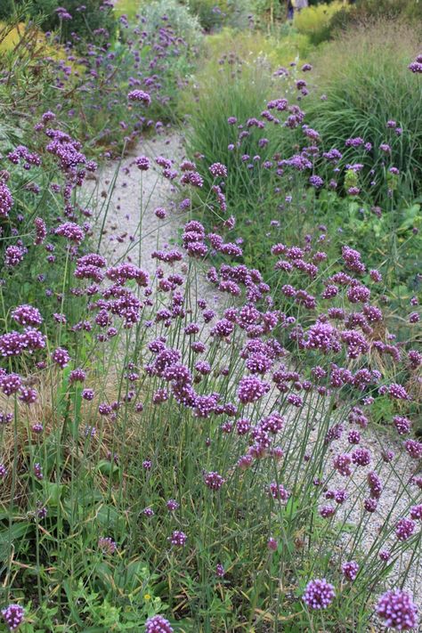 What’s wrong with Verbena bonariensis? | Jack Wallington Garden Design Ltd. Verbena Bonariensis, Seaside Garden, Planting Plan, Gravel Garden, Cottage Garden Plants, Purple Garden, Border Plants, Wildlife Gardening, Garden Borders