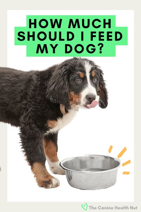 Calculating how much to feed my dog. Best Human Food For Dogs, How Much To Feed Your Dog, How Much Should I Feed My Dog, How Much Homemade Food To Feed My Dog, How Much Homemade Dog Food To Feed, Dog Feeding Chart, Dog Diet Plan, Nutrition Basics, Food Portion Sizes