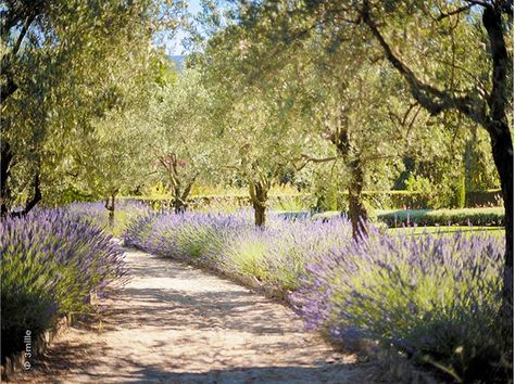 I can imagine walks along this lavender lined pathway. Heavenly! Tree Lined Pathway, Olive Tree Orchard, Lavender Lined Driveway, Fruit Tree Lined Driveway, Lavender Driveway, Lavender Walkway, Lavender Pathway, Lavender Edging, Tree Edging