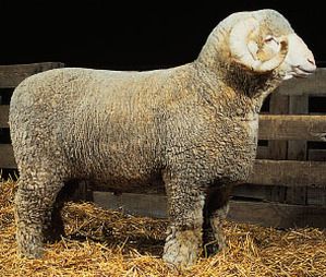 Rambouillet Ram Dorset Sheep, Sheep Names, Livestock Judging, Pig Breeds, Personalized Coloring Book, Wool Sheep, Sheep Breeds, Merino Sheep, Sheep Farm