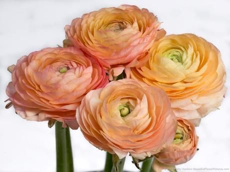 In the Studio: Peach Ranunculus Ranunculus Bridal Bouquet, Ranunculus Painting, Ranunculus Centerpiece, Ranunculus Wedding Bouquet, Ranunculus Arrangement, Ranunculus Garden, Ranunculus Asiaticus, Ranunculus Boutonniere, Ranunculus Wedding