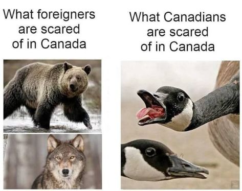 Canadian Stereotypes, Canadian Memes, Canada Memes, Funny Picture Gallery, Canadian Humor, Meanwhile In Canada, Canadian Things, Snapchat Text, Best Friends Funny