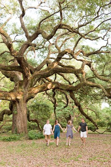 sweet family picture in Ocean Springs, MS with live oak tree branches Trees Reference, Oak Tree Pictures, Palm Tree Sketch, Olive Trees Garden, Tree House Interior, Family Tree Book, Live Oak Tree, Best Christmas Tree Decorations, Outdoor Christmas Tree Decorations