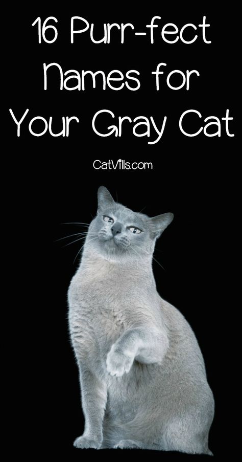 Looking for the perfect grey kitten names for your new little ball of fuzz? We love these picks! Check them out and tell us your favorite! Gray Kitten Names, Grey Kitten Names, Gray Cat Names, Grey Cat Personality, Names For Tabby Cats, Kitten Names Boy, Male Cat Names Unique, Kitten Names Girl, Grey Cat Names