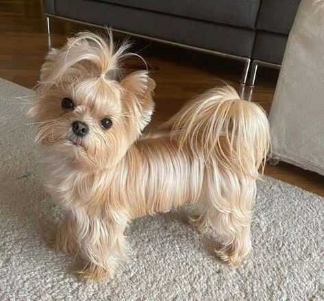 Yorkie Puppy Care, Yorkshire Terrier Grooming, Yorkie Cuts, Pampered Dogs, Puppy Haircut, Yorkie Haircuts, Yorkshire Terrier Haircut, Dog Neckerchief, Teacup Yorkie Puppy