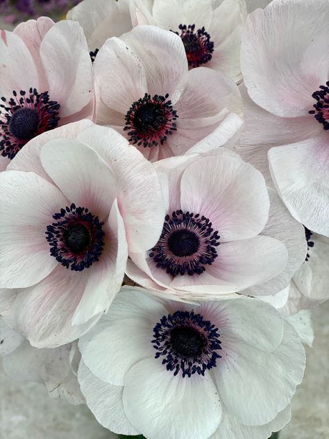 Anemone Flower Aesthetic, Anemone Aesthetic, Anemone Flower Wedding, Purple Anemone Flower, Anemones Flower, Purple Anemone, Anemone Wedding, Gothic Garden, White Anemone