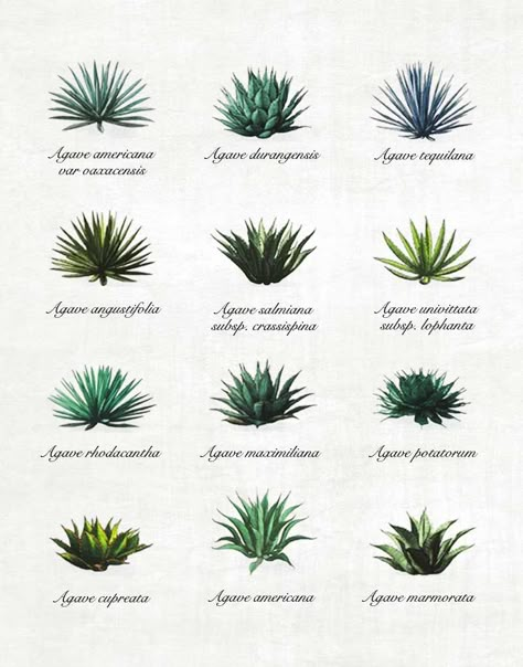 Agave y mezcal: conozca las 12 variedades de agave Mesquite Tree, California Garden, Plant Tattoo, Blue Agave, Agave Plant, Agaves, Cactus Garden, Drought Tolerant, Succulents Garden