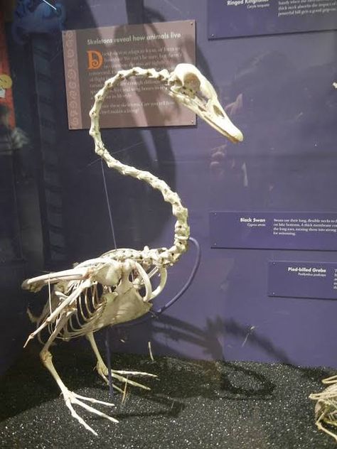 Swan Skeleton, Sony Animation, Animal Skeletons, Childhood Movies, White Swan, Swans, Taxidermy, Natural History, Dreamworks