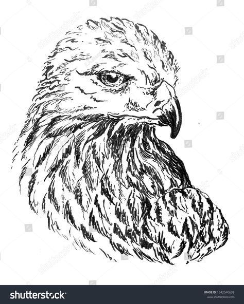 Bird Eagle, Eagle Painting, Animal Nature, Drawing Ink, Ink Sketch, Art Drawing, Flyer Design, Stock Illustration, Royalty Free Stock Photos