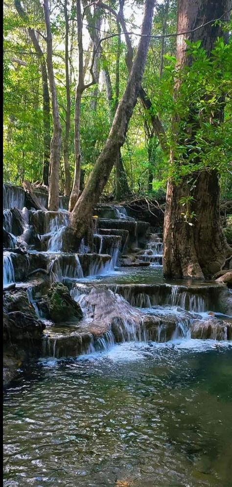 Sinharaja🌳 Rainforest  SRI LANKA ❤️ Africa Rainforest, Indian Rainforest, Sinharaja Rain Forest, Biome Project, Australian Rainforest, Biomes Project, Rainforest Photography, Hoh Rainforest, Alevel Art