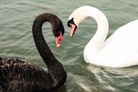 https://flic.kr/p/mSoTnF | Swan Lake in Love | Black and white swan in love. (Isar, Bavarian, Germany) White And Black Swan Aesthetic, Black And White Swan, Swans In Love, Black Swan Animal, Swan Animal, Black Swan Animal Aesthetic, Swans In A Lake, Black Swans, Swan Love