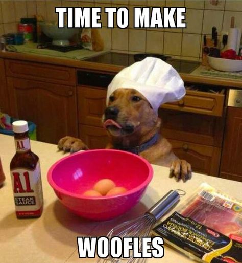 I see this with our bassett hound, Fritzee -- she would do about anything for waffles! Dog Puns, Easy Dog Treats, Funny Animal Pictures, Dog Memes, Funny Animal, Animal Memes, Bones Funny, Dog Pictures, I Love Dogs