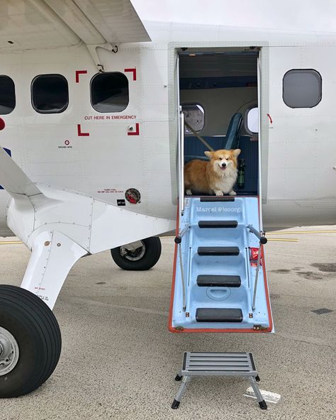 Air FURce One has landed... 🛩🦁 ________________________ Throwing back to my first flight on board the dog-friendly Skybus to the Isles of… Baby Corgis, Corgi Facts, In Airplane, Corgi Smile, Pembroke Welsh Corgi Puppies, Dog Hotel, Welsh Corgi Puppies, Corgi Pembroke, Corgi Butts