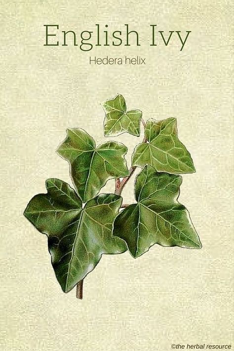 The Medicinal Herb English Ivy (Hedera helix) Herb Benefits, Ivy Plant, Draw Tutorial, Hedera Helix, English Ivy, Ivy Plants, 수채화 그림, Wild Plants, Healing Herbs