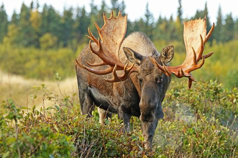 Huge Non-typical Bull Moose - I Miss Him | Just ran across t… | Flickr Moose Pictures, Moose Hunting, Alaska Wildlife, North American Wildlife, Bull Moose, Wildlife Prints, Glossy Print, Wildlife Nature, Jackson Hole