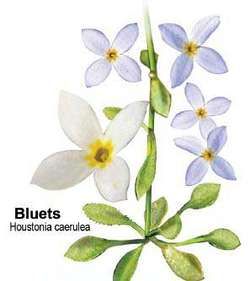 Azure Bluet | Article about Azure Bluet by The Free Dictionary Azure Bluet Flower, Botanical Sketchbook, Violet Flowers, Flower Meanings, Jasmine Flower, Violet Flower, Azure Blue, Amazing Flowers, Tatting