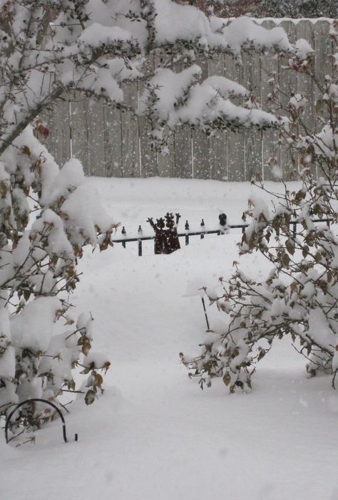 Hello from my snowy backyard garden Snowy Backyard, Snowy Garden, Backyard Garden, Dream House, Moon, Music