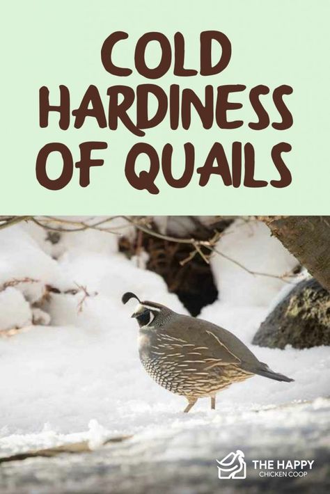 Winter Quail Coop, Quail Pen Ideas, Quail Breeding, Quail Pen, Homestead Inspiration, Gentle Living, Rabbit Water Bottle, Animal Farming, Quail Coop