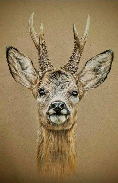 Deer Drawing, Spirit Animal Art, Bike Poster, Roe Deer, Deer Art, Wildlife Art, Sea Animals, Spirit Animal, Sea Life